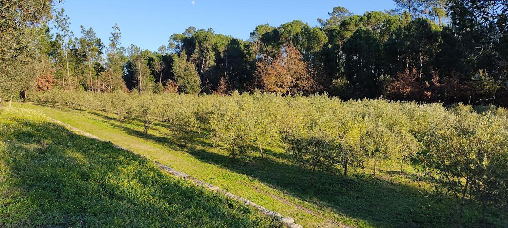 Santar Quinta Da Pedra Mijaゲストハウス エクステリア 写真