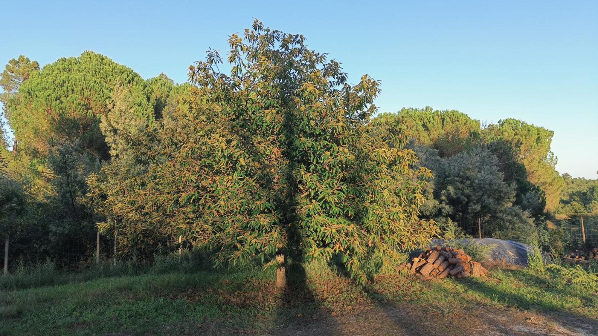Santar Quinta Da Pedra Mijaゲストハウス エクステリア 写真