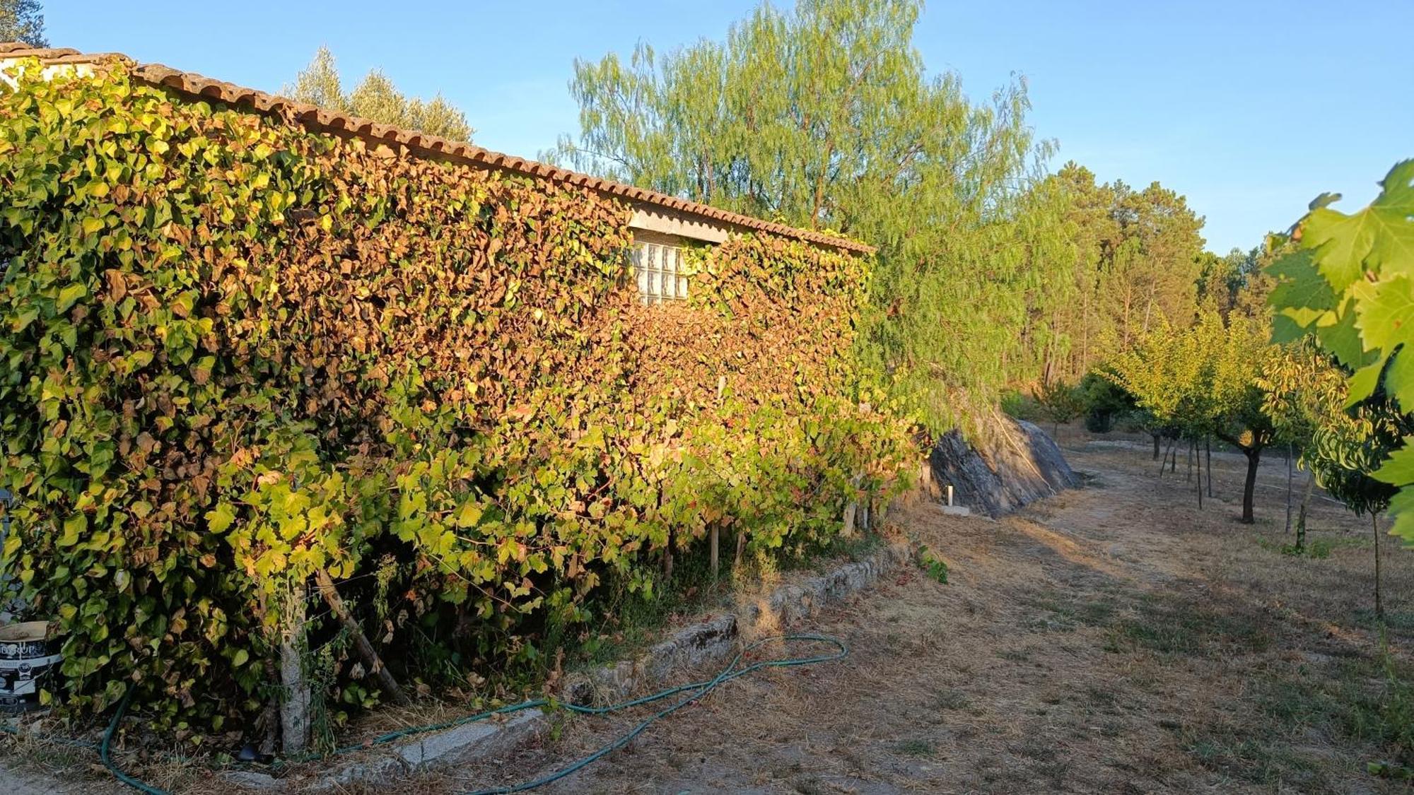 Santar Quinta Da Pedra Mijaゲストハウス エクステリア 写真