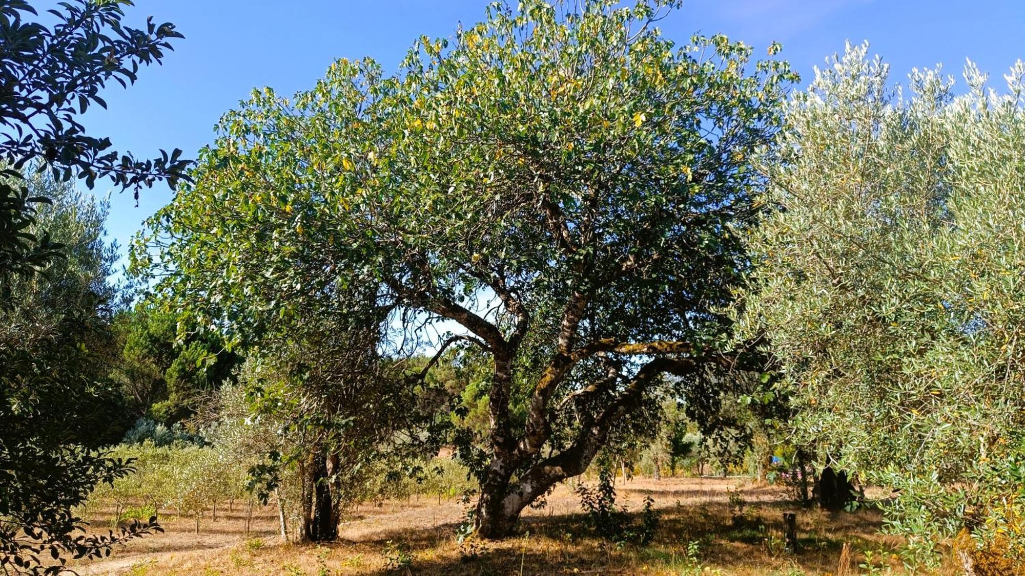 Santar Quinta Da Pedra Mijaゲストハウス エクステリア 写真