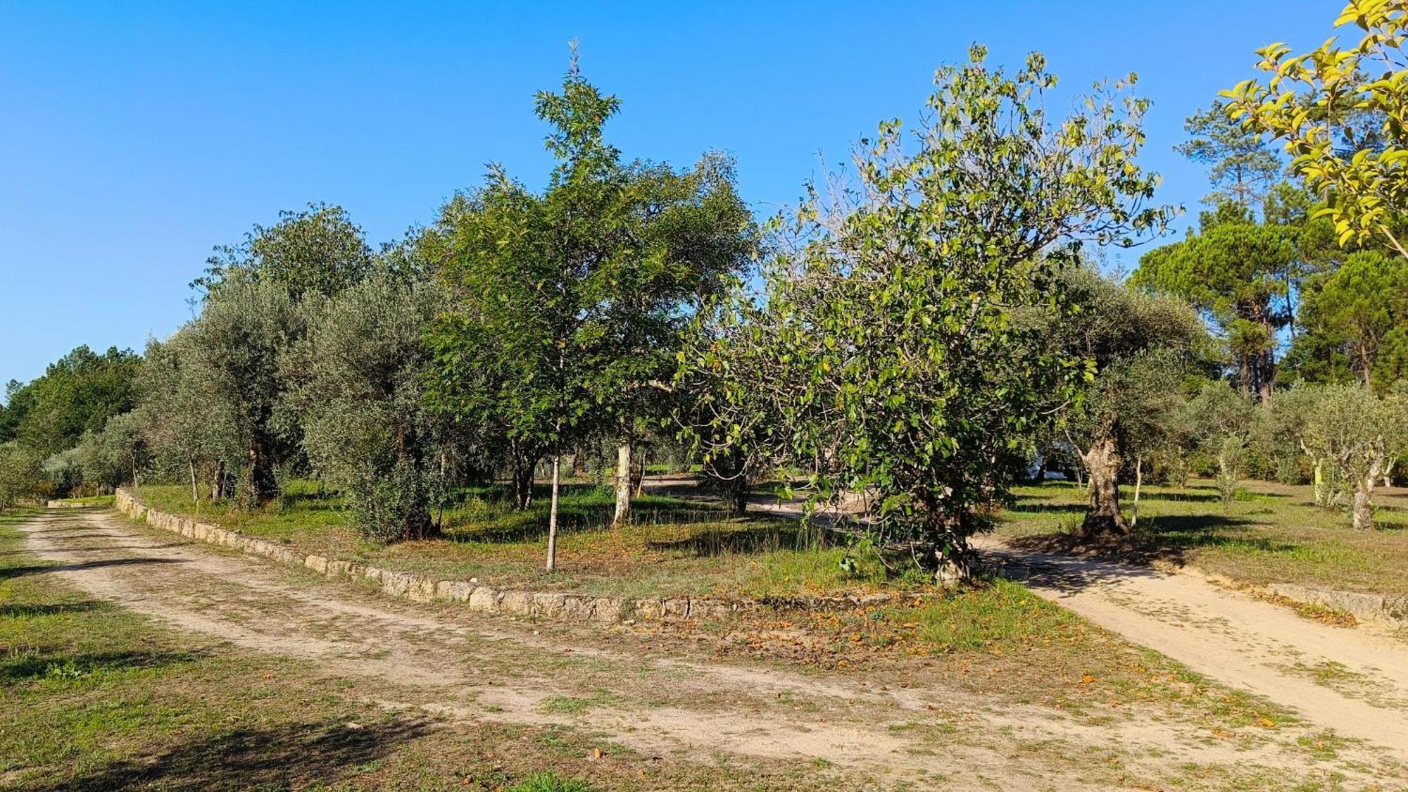 Santar Quinta Da Pedra Mijaゲストハウス エクステリア 写真