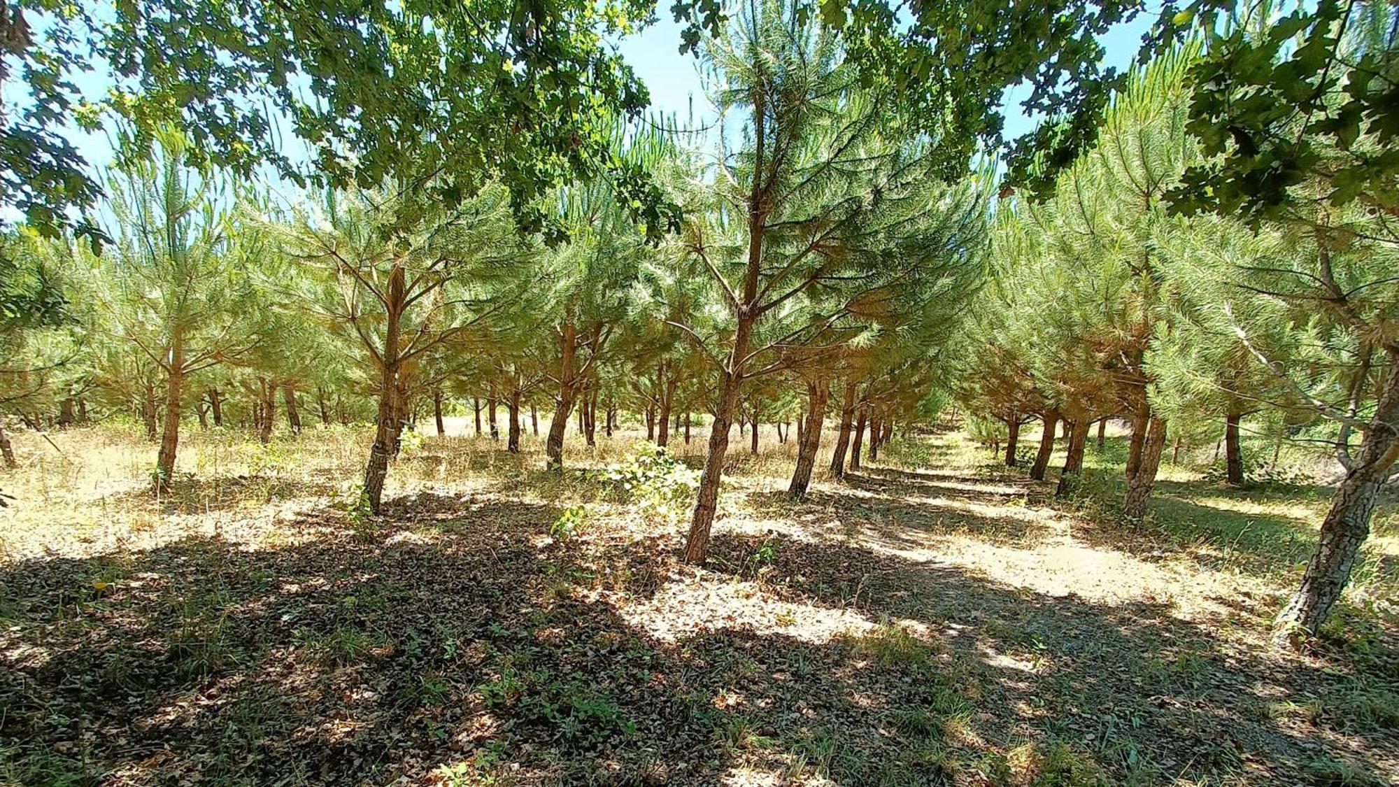 Santar Quinta Da Pedra Mijaゲストハウス エクステリア 写真