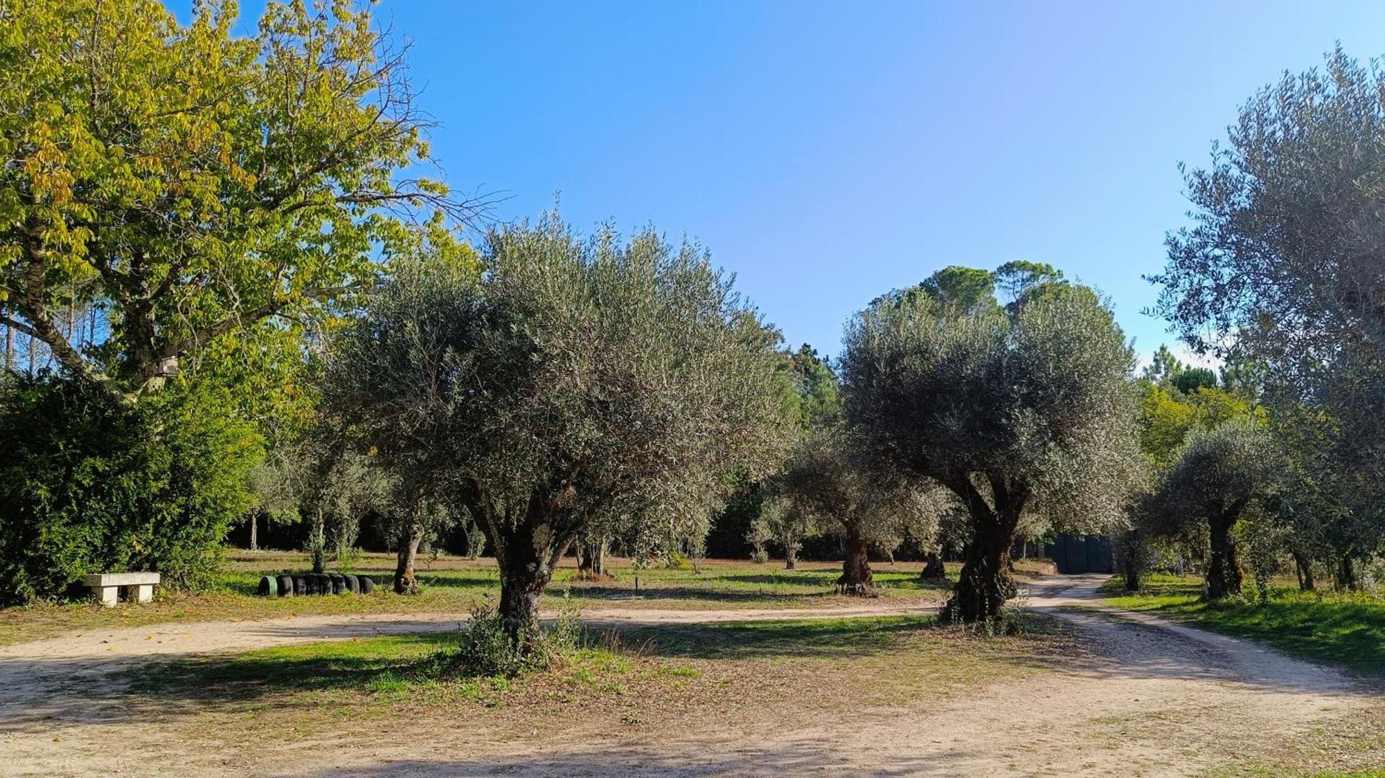 Santar Quinta Da Pedra Mijaゲストハウス エクステリア 写真