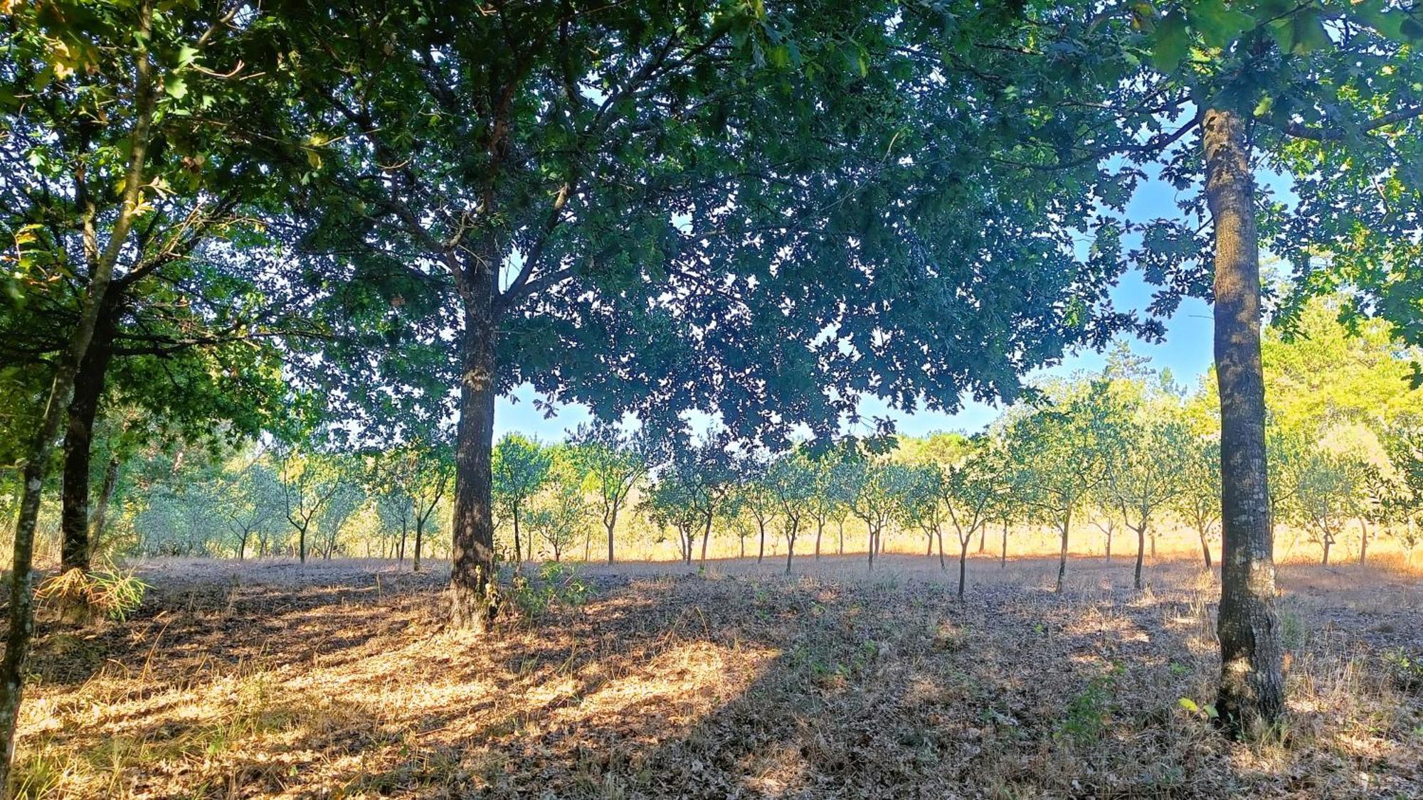 Santar Quinta Da Pedra Mijaゲストハウス エクステリア 写真